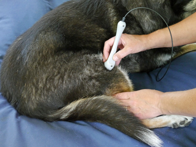 Physical therapist peforming a LASER treatment on a dog's stifle (knee) joint